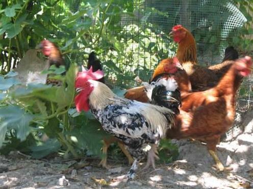 B&B Il Pollino - Photo5