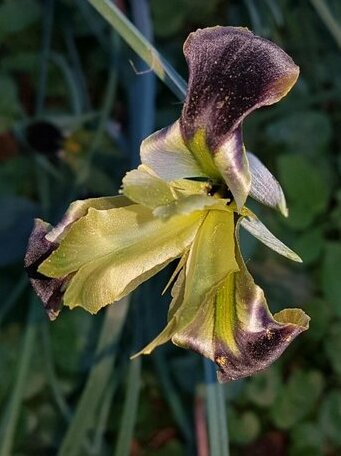 Bosco dell'Iris Nero - Photo2