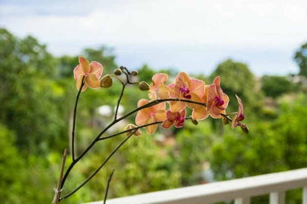 The Orchids Rio Nuevo - Photo4