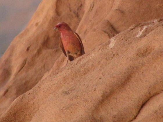 Bedouin Advisor Camp - Photo2