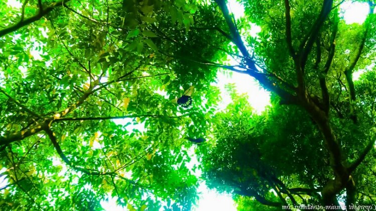 Forest West Nishi - Photo4