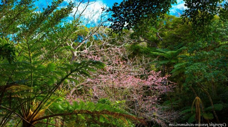 Forest West Nishi - Photo5