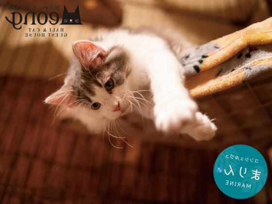 Bali & Cat Guest House - Photo4