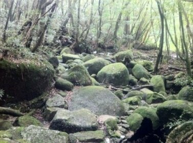 RYOKAN Minshuku Aishuu Yakushima