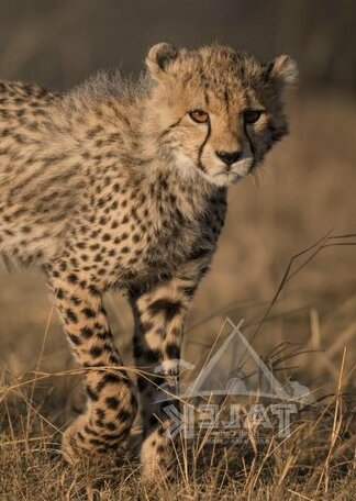 Talek Bush Camp Masai Mara - Photo4