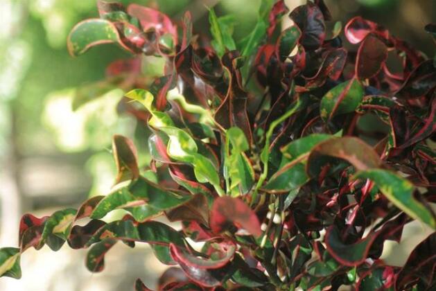 Tishi's Farm - Photo5