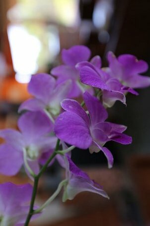 Homestay - Eco-Home - Photo5