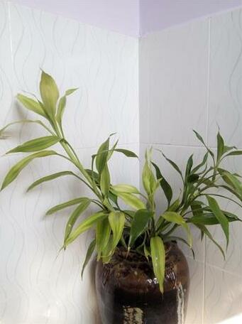 Siem Reap Riverside Homestay - Photo2