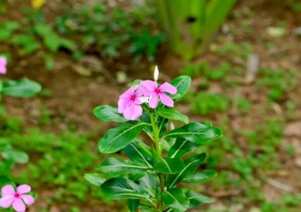 Sok Phen Homestay - Photo4