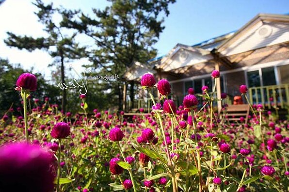 Taean West Pine Pension - Photo5