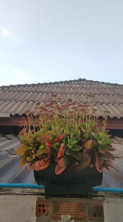 Narisay Hotel - Photo2