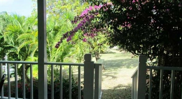 Hibiscus 3 - Photo2