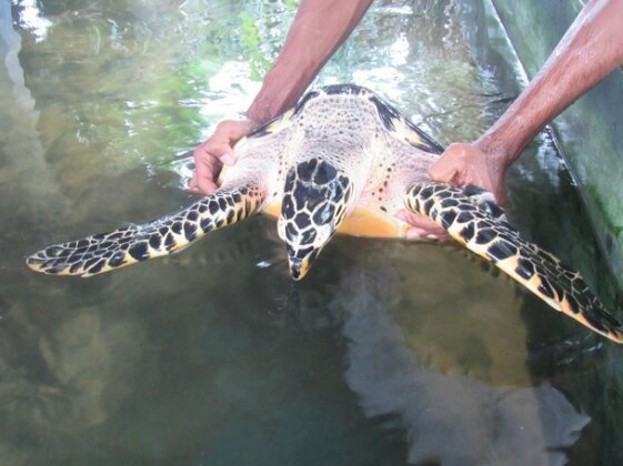 Leatherback Beach Villa - Photo2