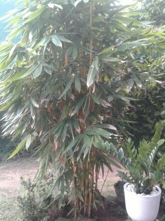 Shan Villa - Photo3