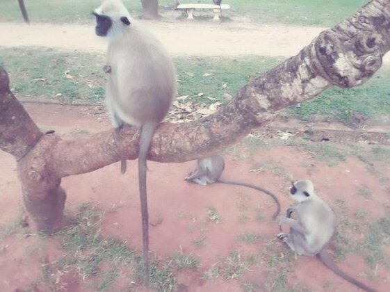 Ekamuthu Homestay - Photo5