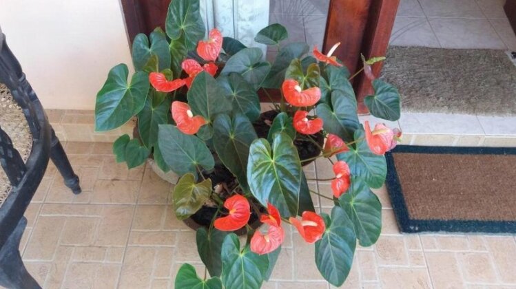 Ella Nature Resort - Photo2