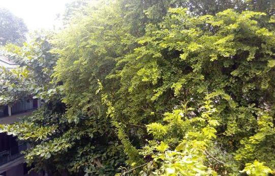 Sarathchandra Guest House - Photo3
