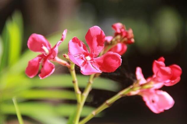 Hiriwadunna Lodge - Photo4