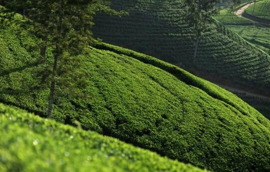 Ceylon Tea Trails - Photo5