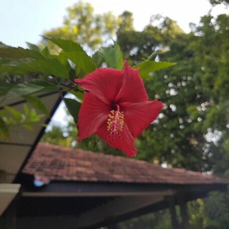 Siriniwasa Villa Induruwa - Photo5