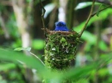 Blue Magpie Lodge Sinharaja - Photo4