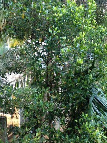 Spice Villa Kandy - Photo4