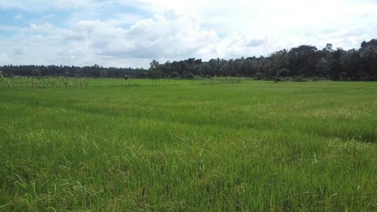 Nature View Resort - Photo3