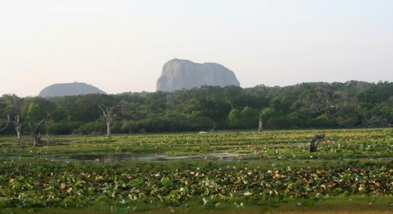 Big Game Camp Yala - Photo2