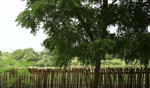Yala Leopard Lodge - Photo5
