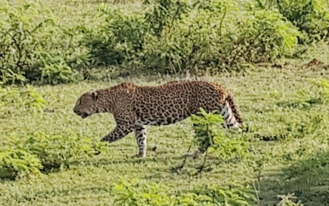 Yala Redhill - Photo2