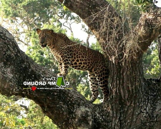 Dev's Campground - Tented Safari - Photo2