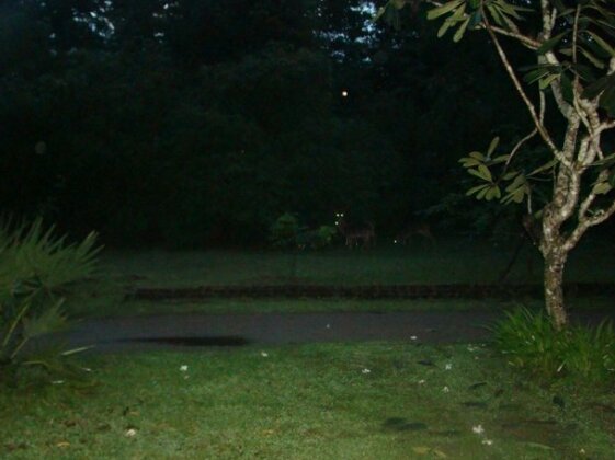 Deer Garden Guest - Photo2