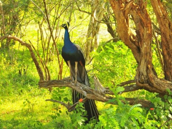 Beddegama Ecopark - Yala - Photo2