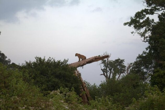 Max Safari Villa - Photo5