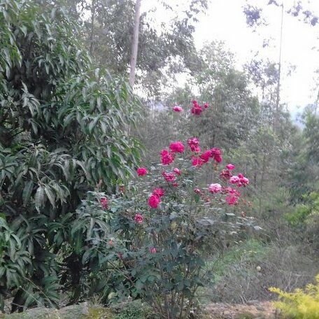 Shantha Nikethana Holiday resort - Photo5