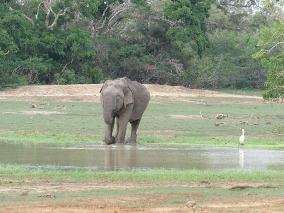 Koragaha Lodge - Yala - Photo2