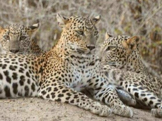 Leopard Spotting Camp - Yala - Photo2