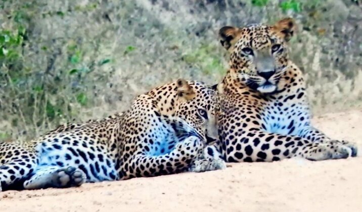 Leopard Spotting Camp - Yala - Photo3