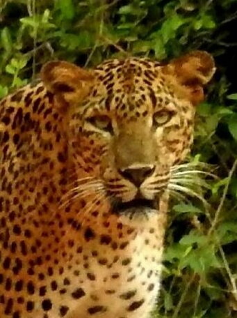 Leopard Spotting Camp - Yala - Photo5