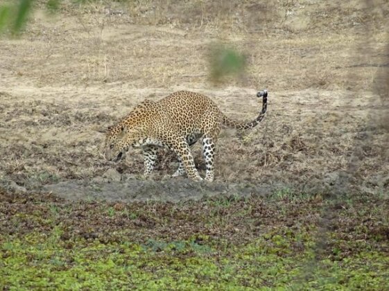 Wadula Safari - Yala - Photo5