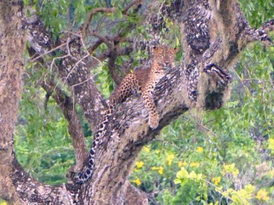 Yala Dream Park - Photo4