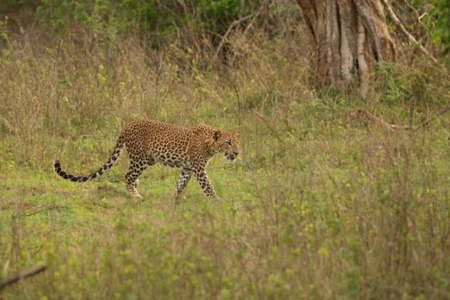 Yala National Park Camping Yala - Photo5