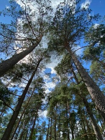 Rojaus Slenis - Photo4