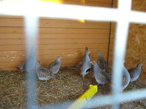 Guest House Ezerlejas - Photo4