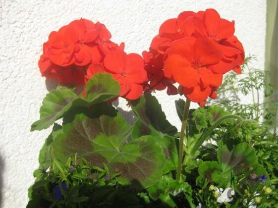 Holiday Home Ventspils - Photo3
