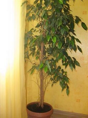 Holiday Home Ventspils - Photo4
