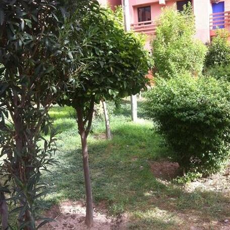 Nour ennakhil - Photo3