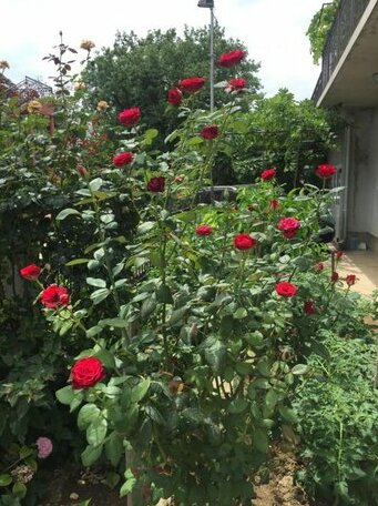 Apartment Red Rose Tivat - Photo2