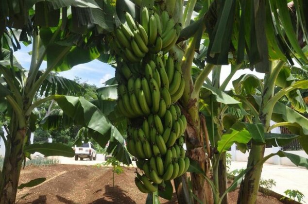 Fantastic Garden Saipan - Photo5
