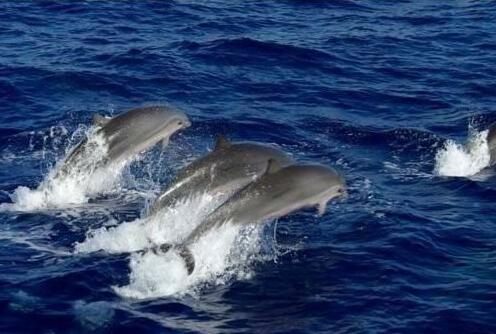 Location Grenadines - Photo5